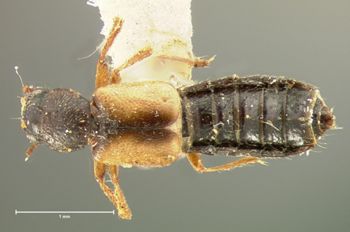 Media type: image;   Entomology 6547 Aspect: habitus dorsal view